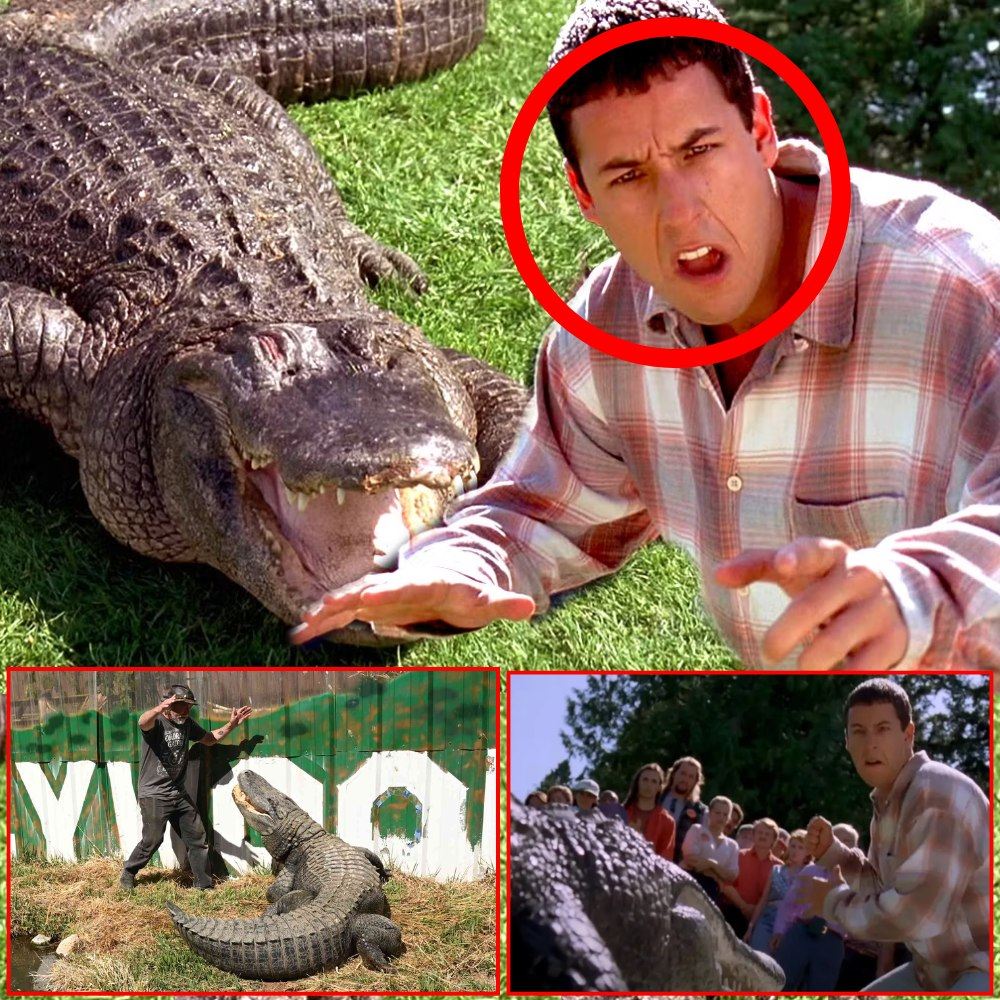 Morris, Alligator in Happy Gilmore, Dead at Over 80 Years Old